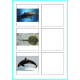 Ocean Animals Word to Picture Matching Activity